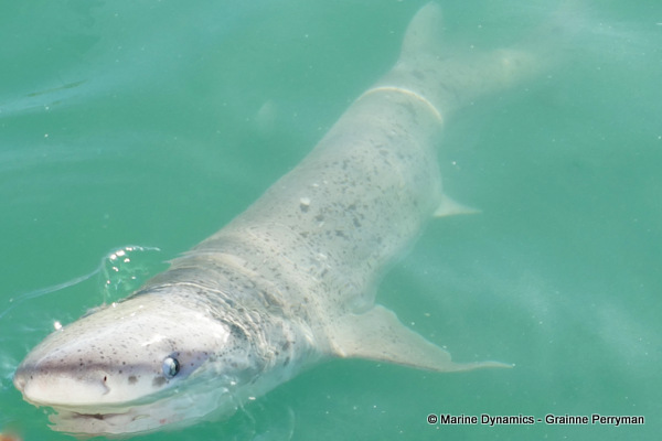 7gill shark, South Africa